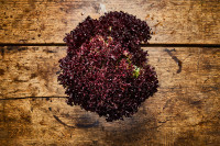 Lollo Rosso